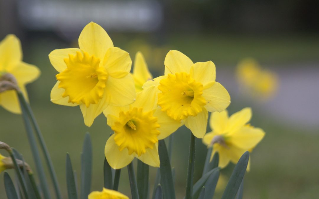 Dancing With The Daffodils In Detroit