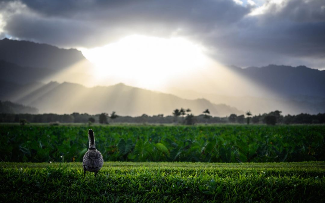 Hawaii’s Most Popular National Park Is Expected To Be In High Demand This Summer