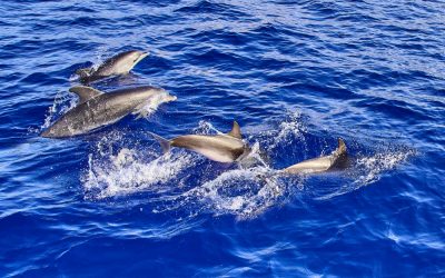 Watching Whales In Madeira