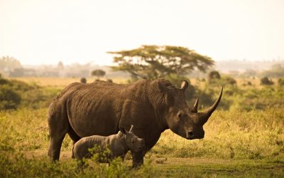 Rhinos Are Back In Mozambique