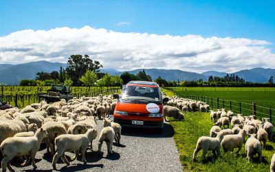 Car Renting Rush In New Zealand